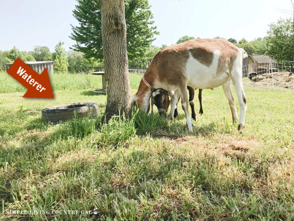 a tire waterer in a pasture in the shade near to goats