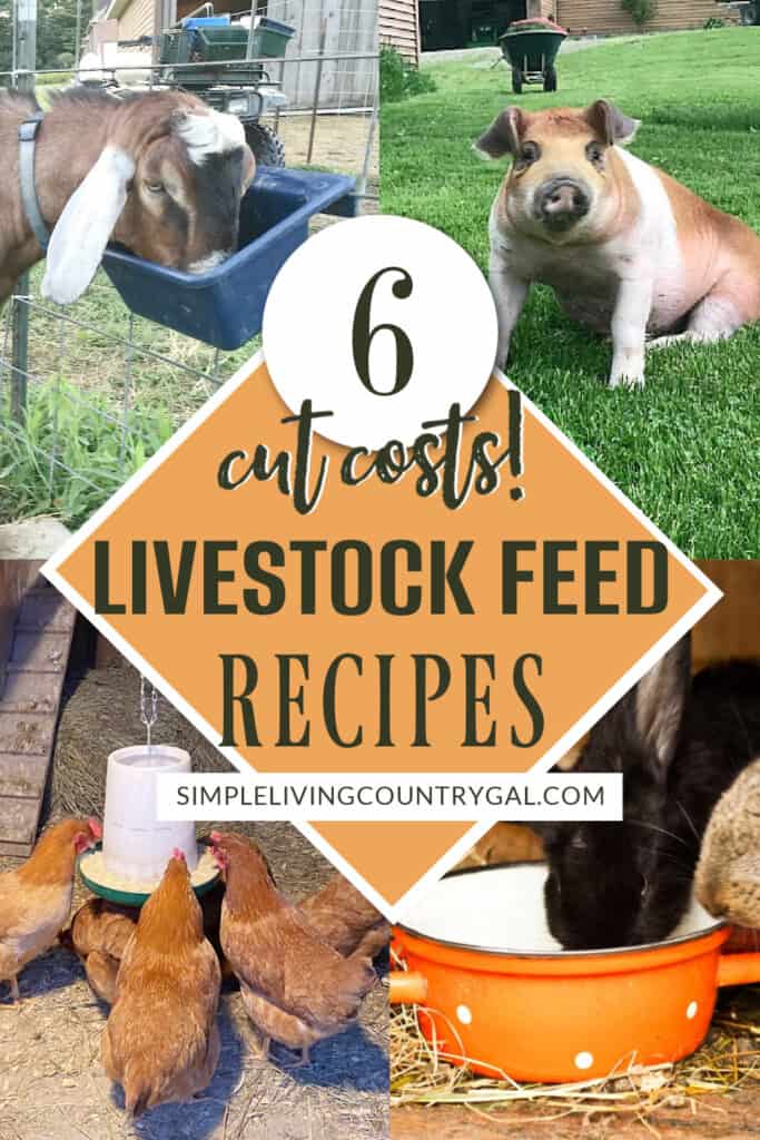 animal feed recipes