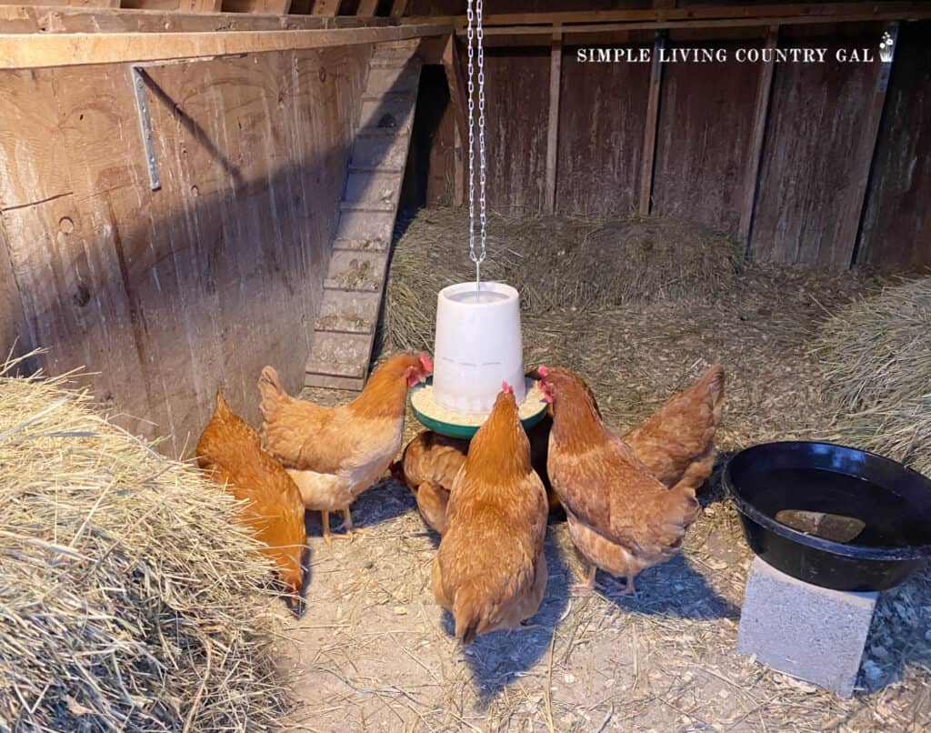 chickens eating in a coop from a hanging feeder 