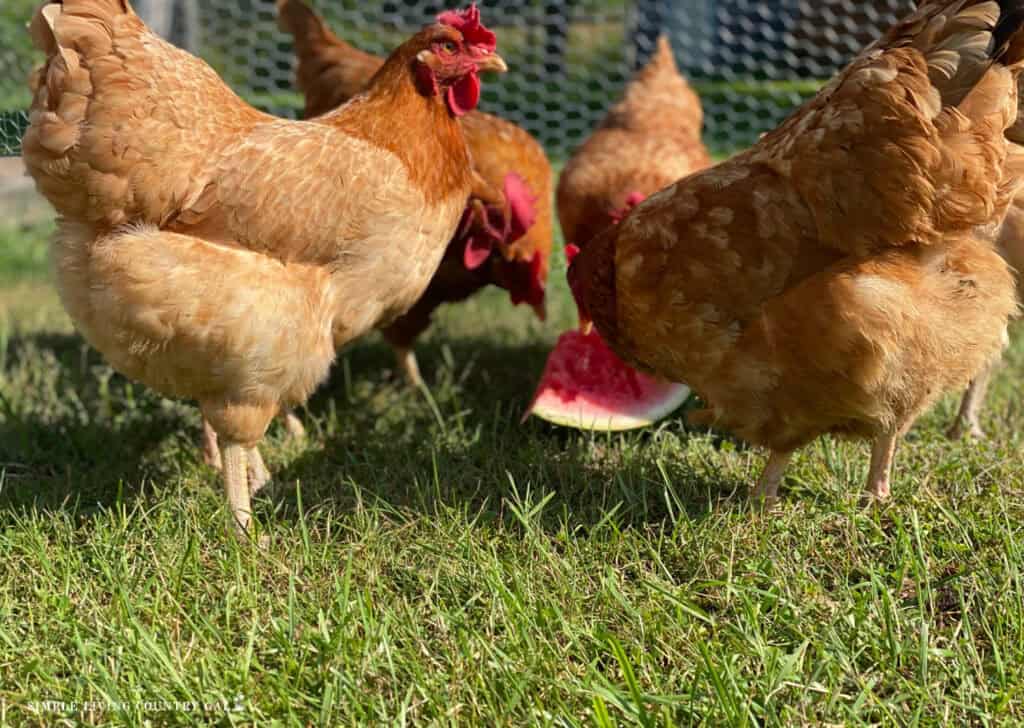 chickens eating watermelon in the grass