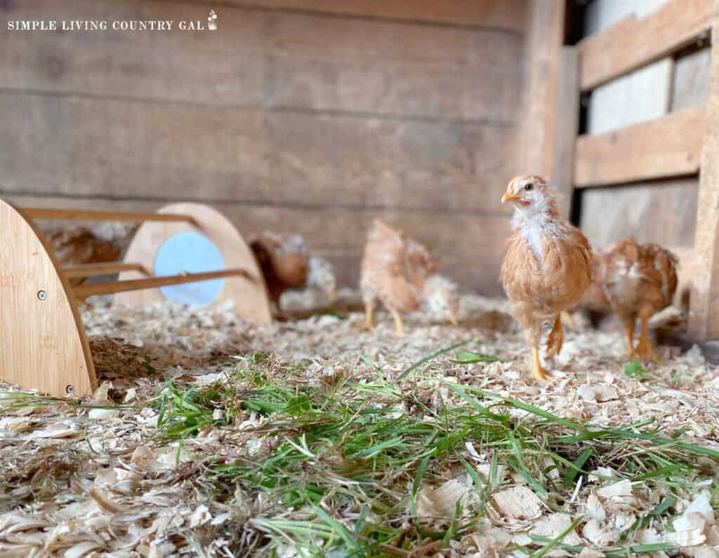 chicks in a pen with fresh grass on the floor