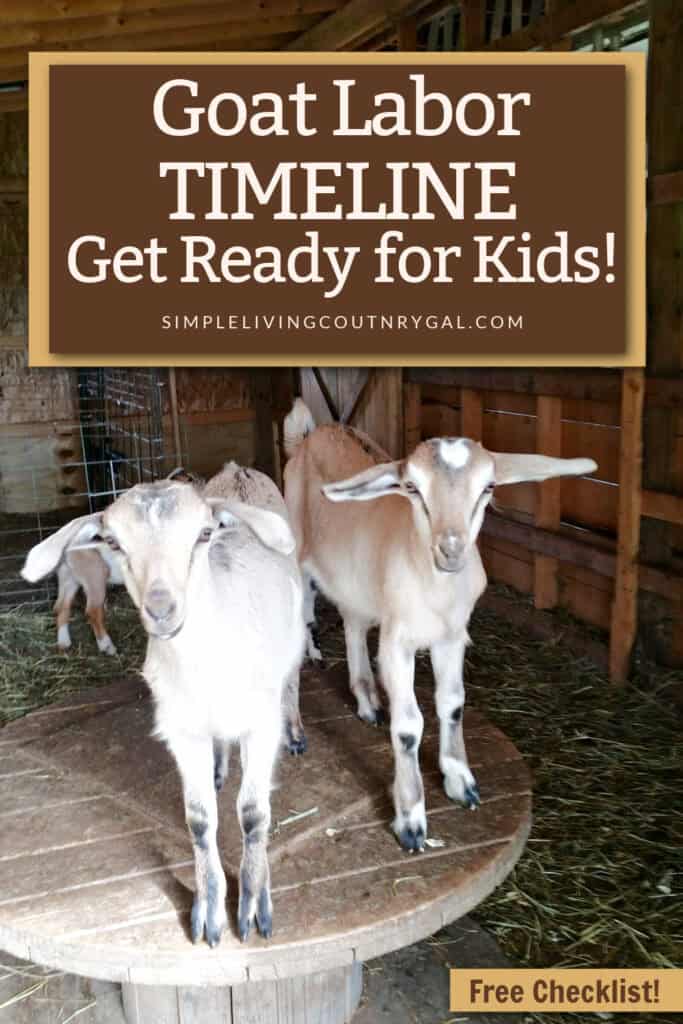 goat labor timeline