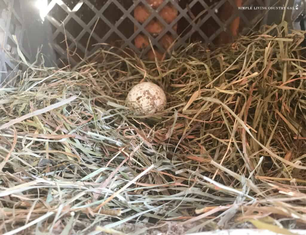 golf ball in nesting box in a chicken coop