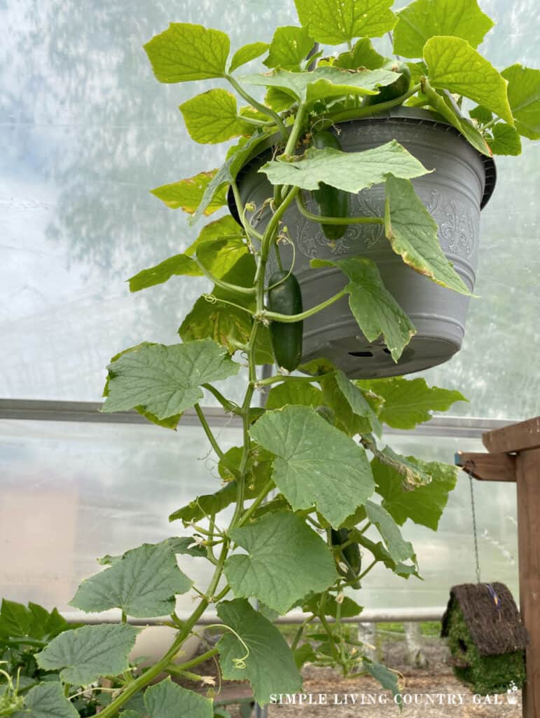 hanging basket with a cucumber growing