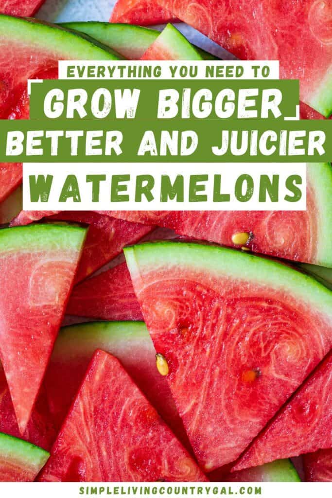 how to grow watermelon