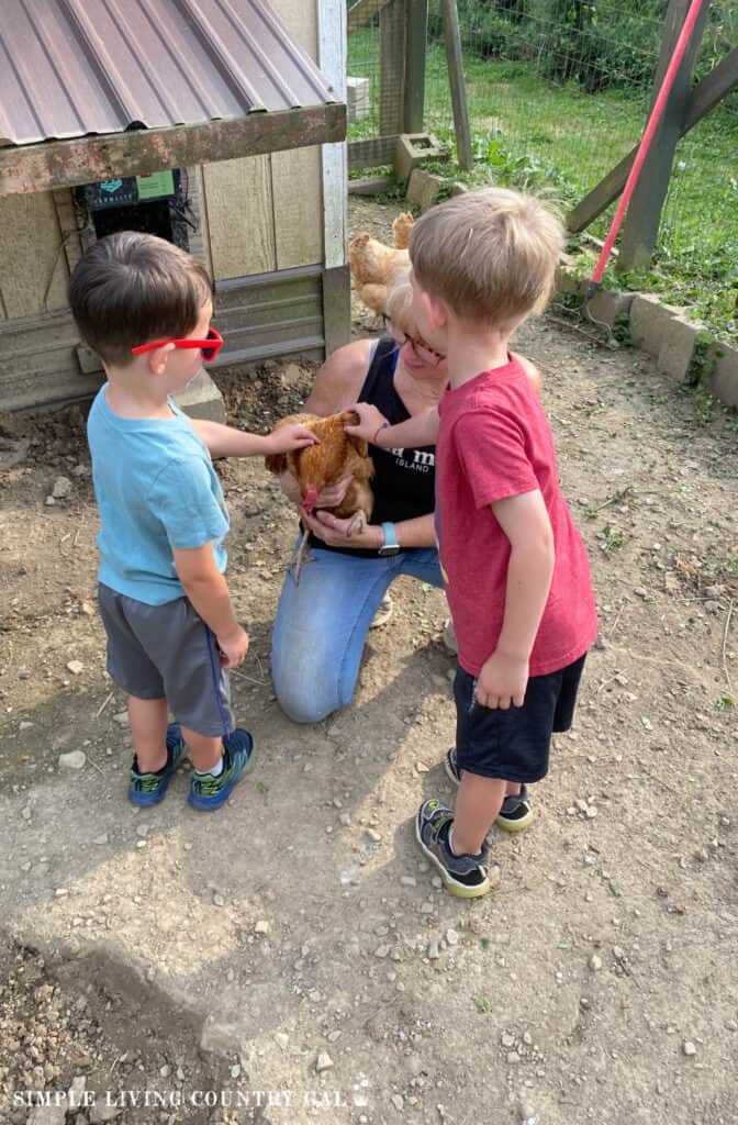 kids petting a chicken being held by a woman