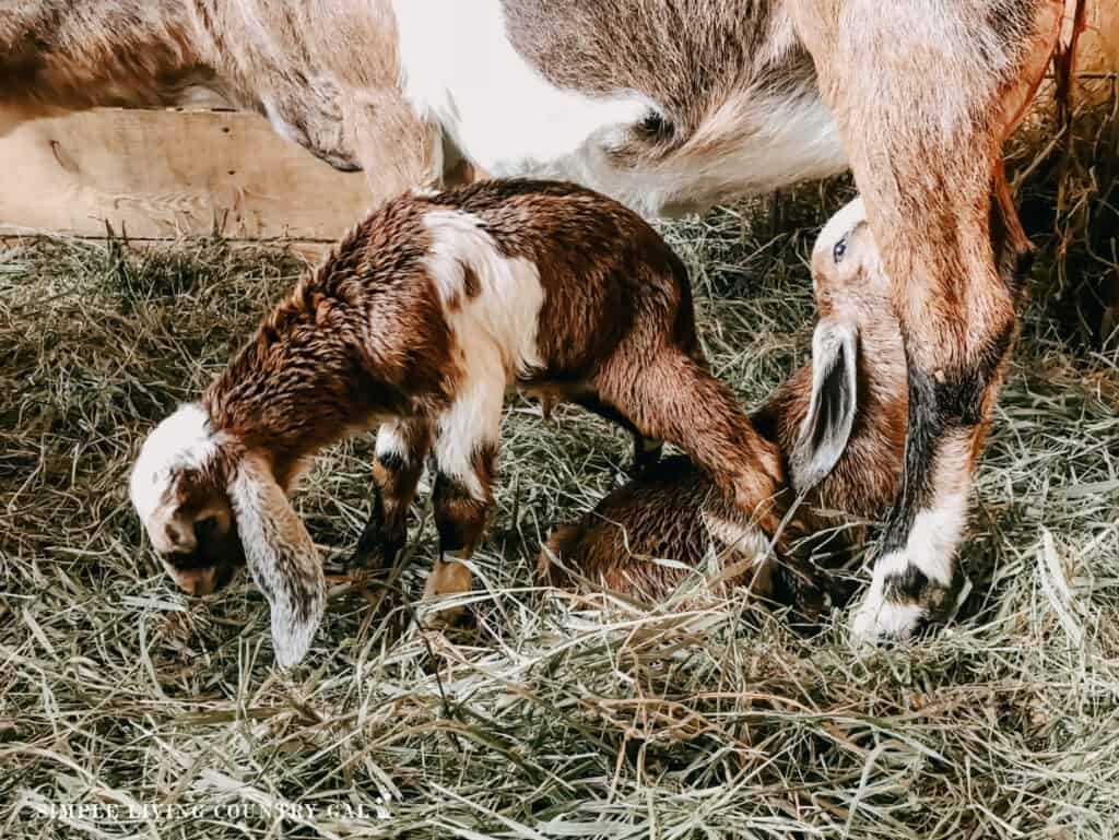new born kids nursing in a pen