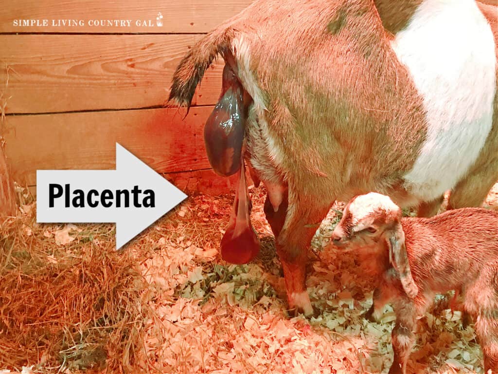 placenta hanging out of the back end of a goat