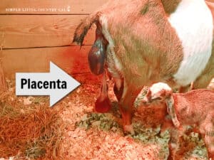 Goat Labor Timeline: Understanding Each Stage | Simple Living Country Gal