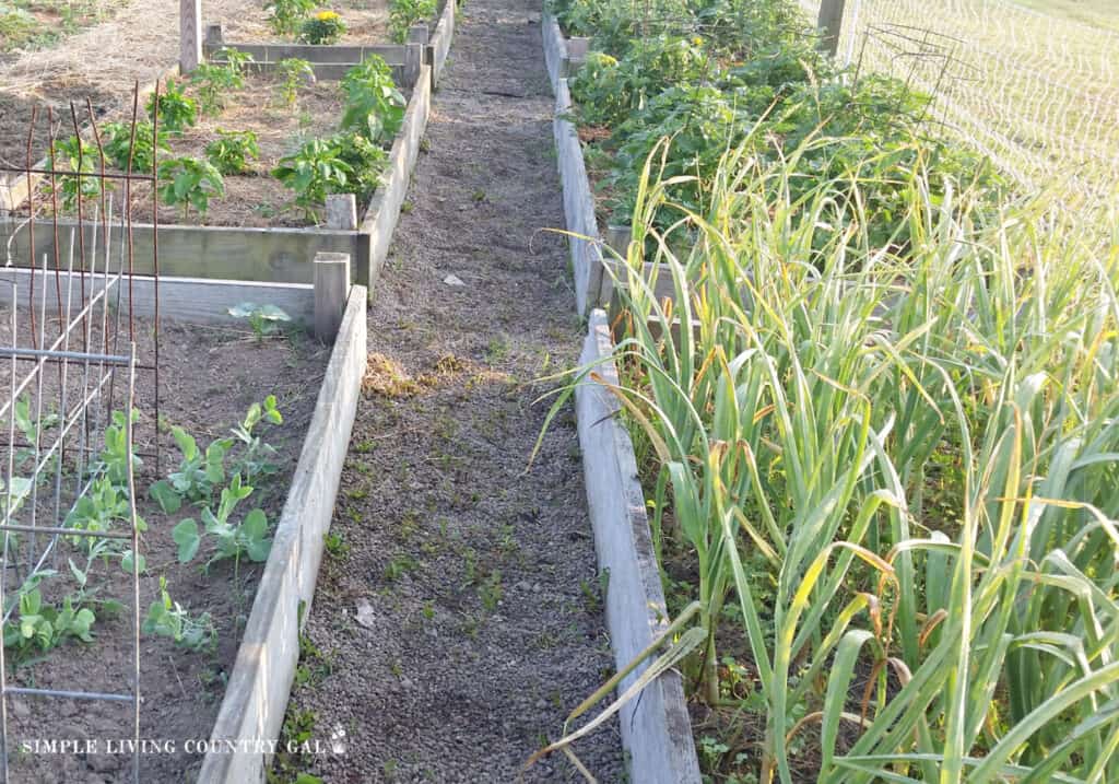 raised beds fill with plants for a salsa 