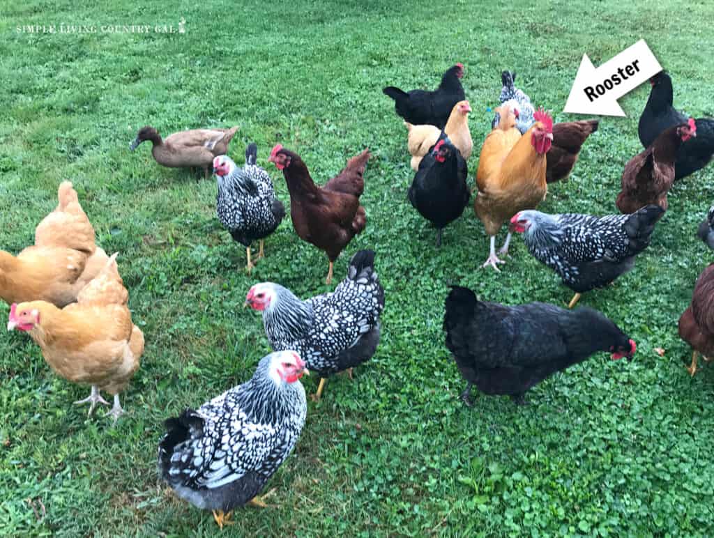 rooster standing in the middle of a flock of hens in the green grass