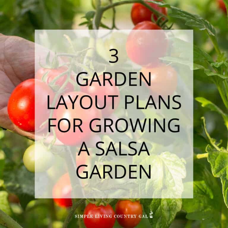 salsa garden layout