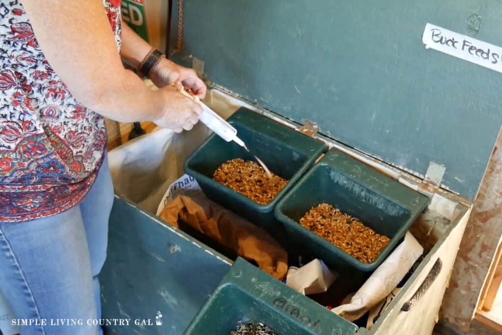 squirting probiotics into homemade animal feed in a barn