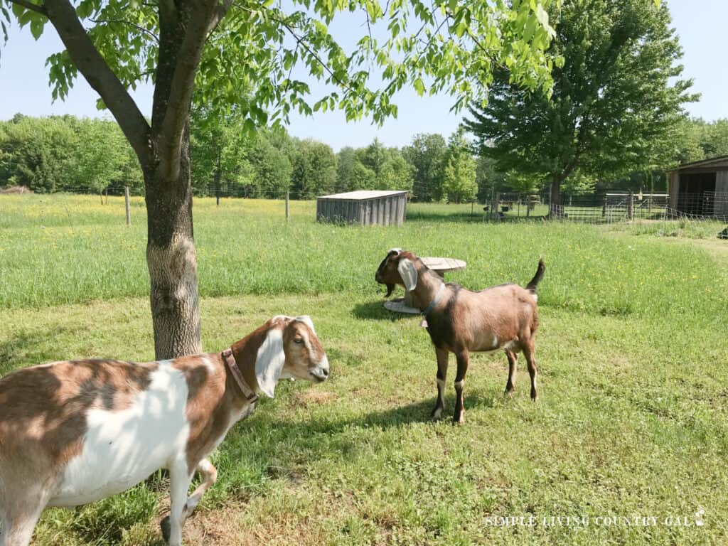 two bucks standing in the shade in the summer