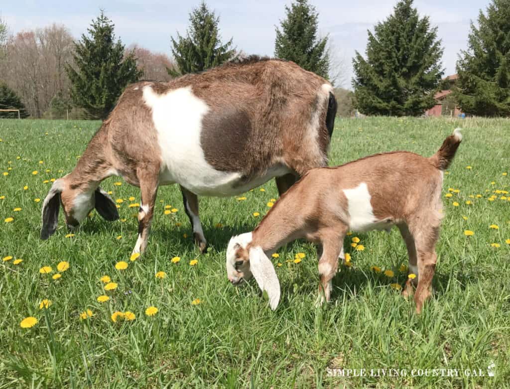 two goats eating in a green pasture