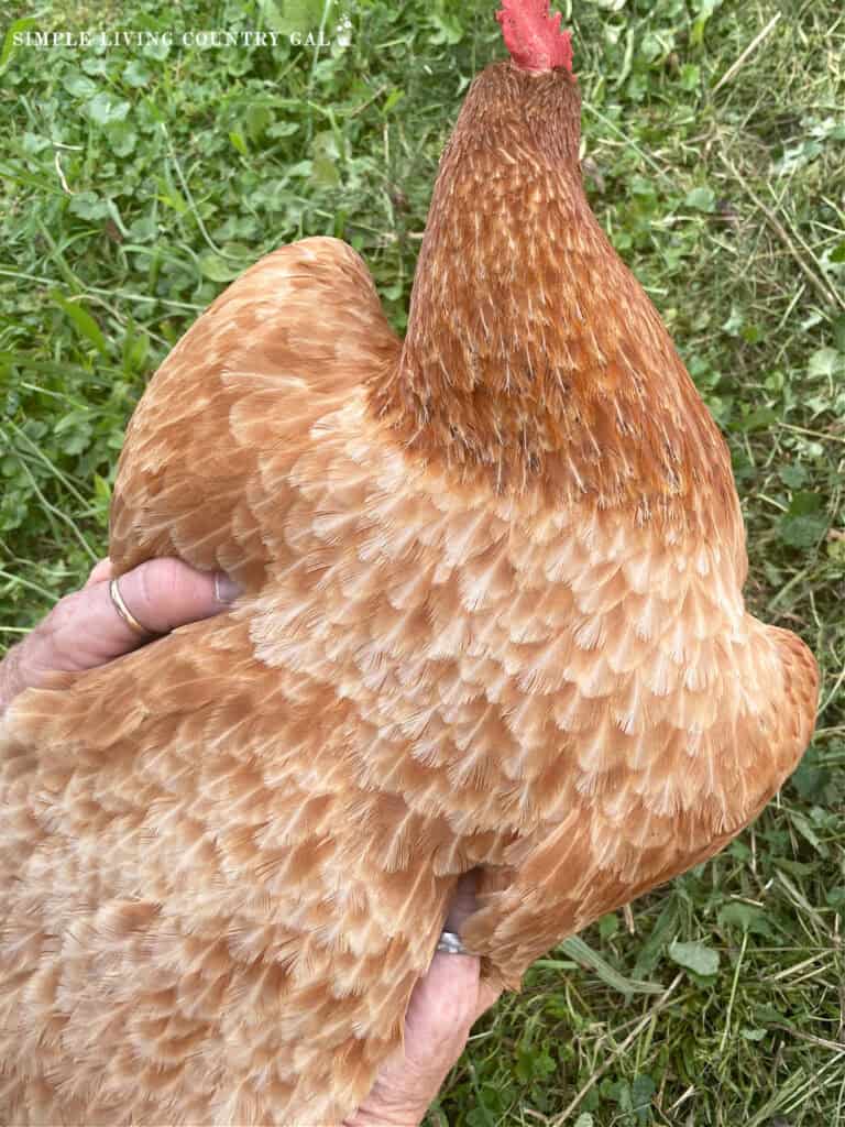 two hands holding a chicken