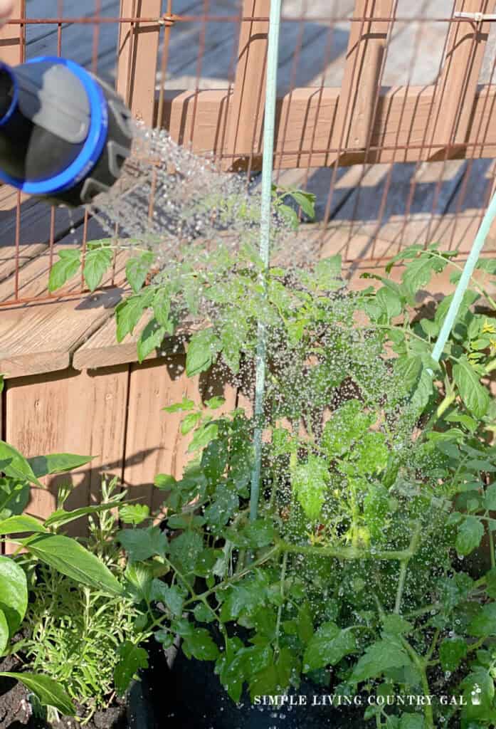water showering over a tomato plant growing in a garden