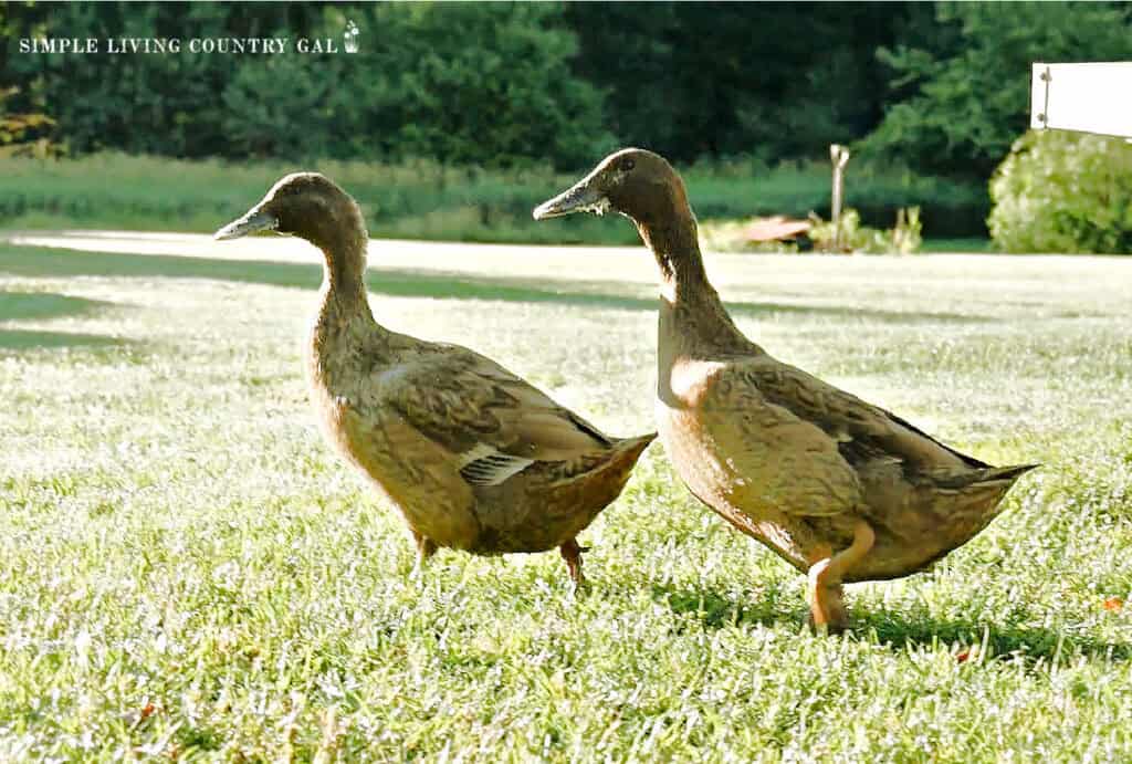 2 brown ducks walking in the green grass