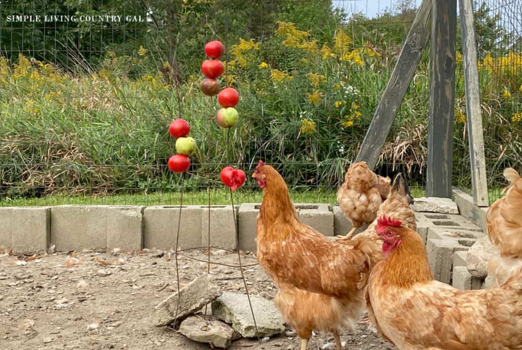 Americana chickens eating produce off of a DIY treat stand