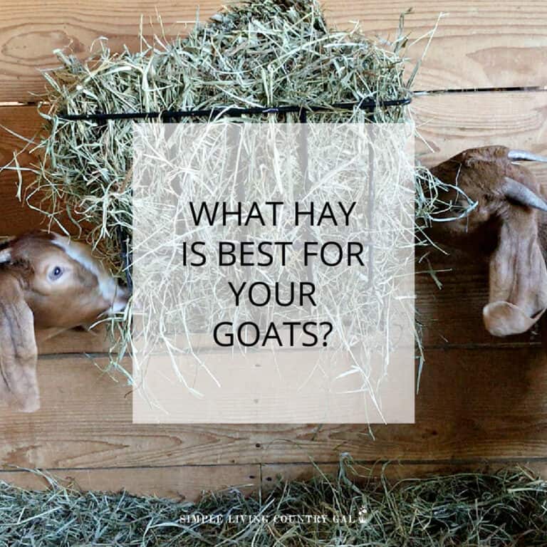 Best hay to feed goats