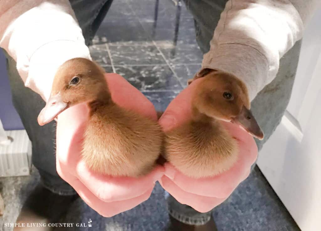 Hands holding two brown ducklings
