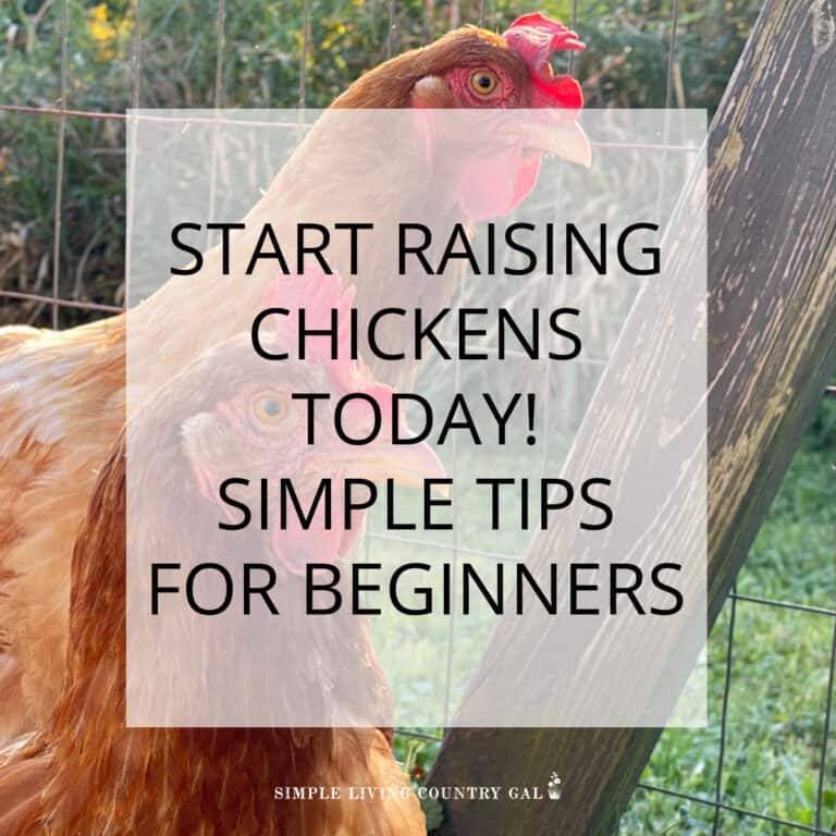 RAISING CHICKENS FOR BEGINNERS