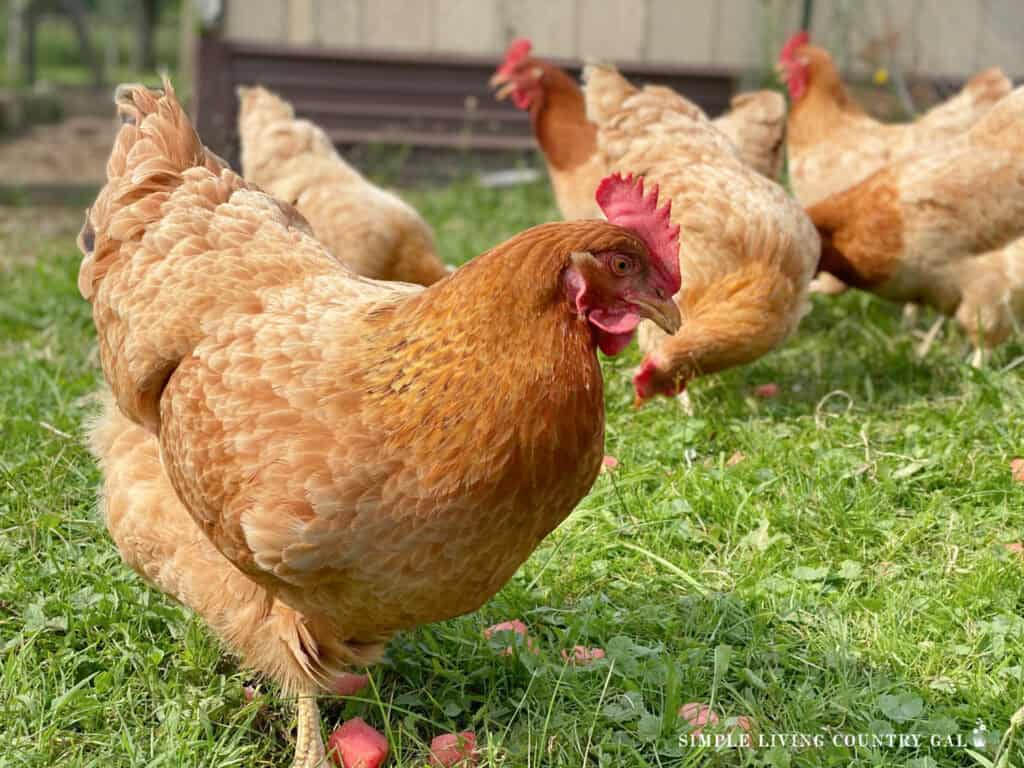 a chicken eating watermelon in the grass