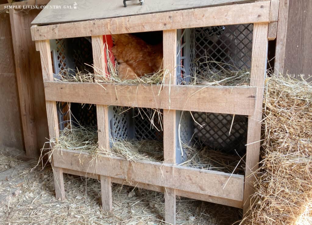 a chicken inside of wooden nesting boxes inside of a coop