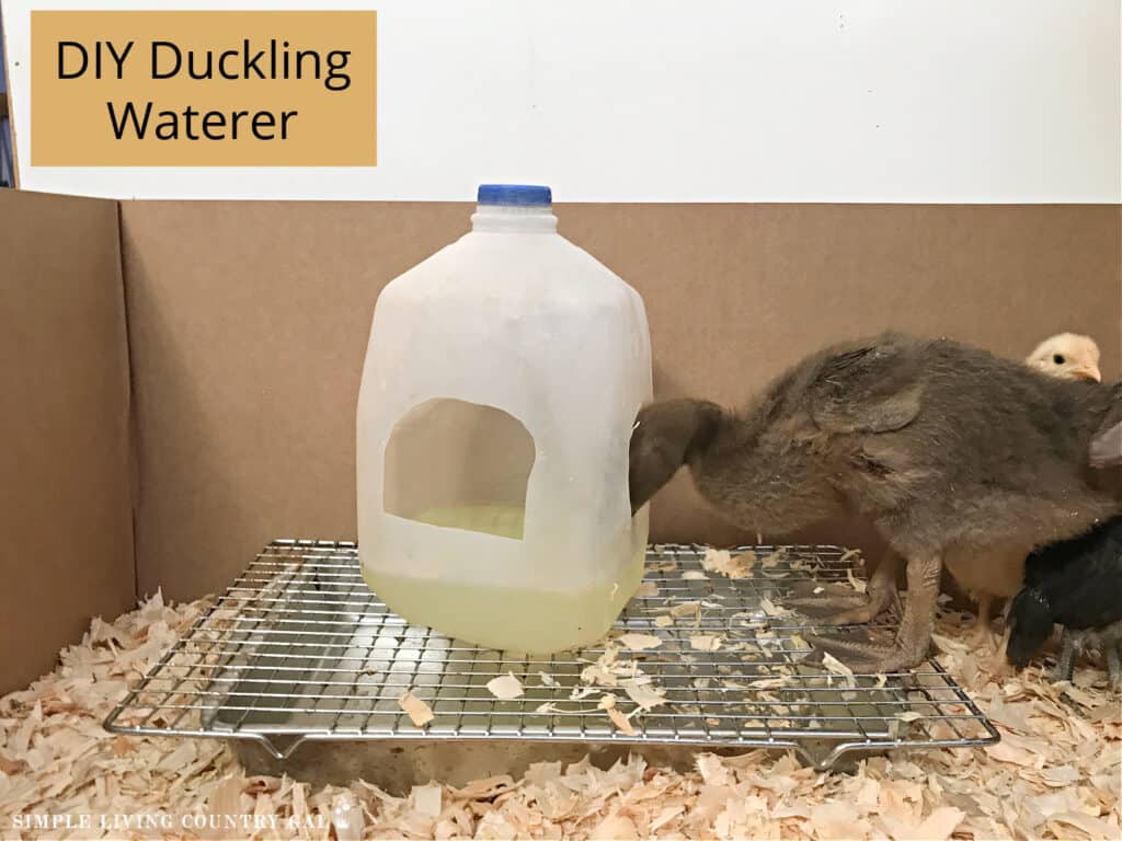 a duckling drinking water from a diy waterer