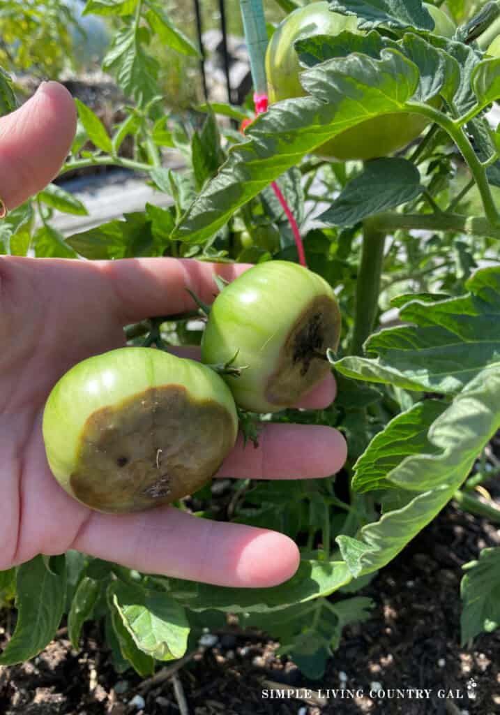 a hand holding greed tomatoes with blossom end rot