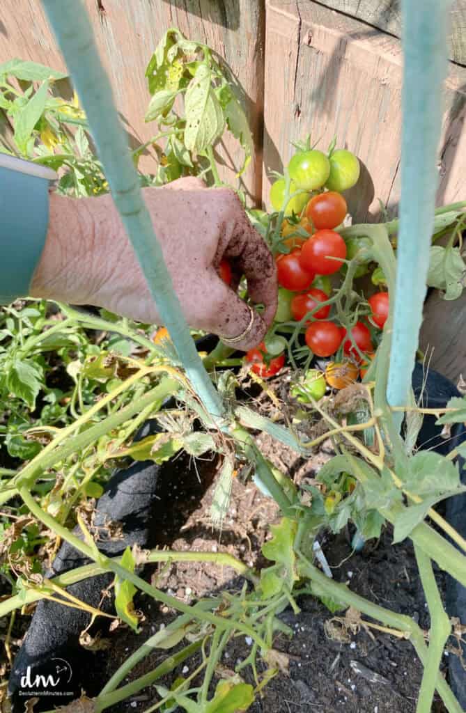 a hand picking cherry tomatoes from a grow bag 