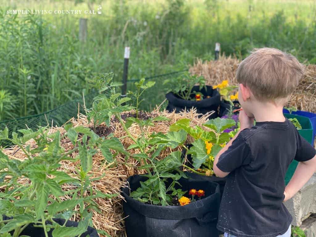 a little boy looking out over a container vegetable garden