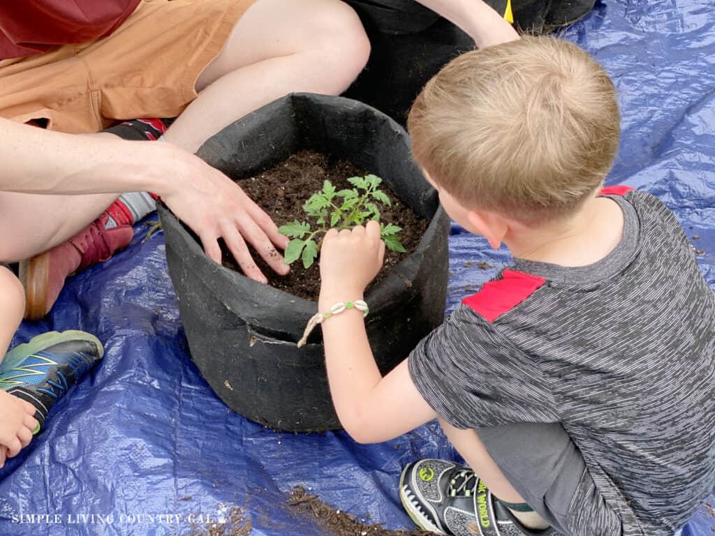 a little boy planting a tomato plant in a grow bag