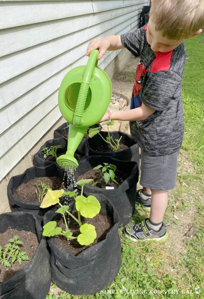 a little boy watering a pumpkin plant in a grow bag