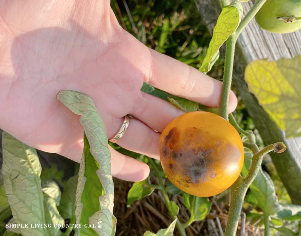 a ripe tomato with blossom end rot