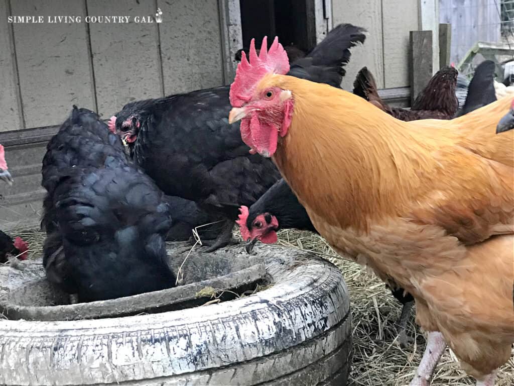 a rooster eating with hens in a chicken run