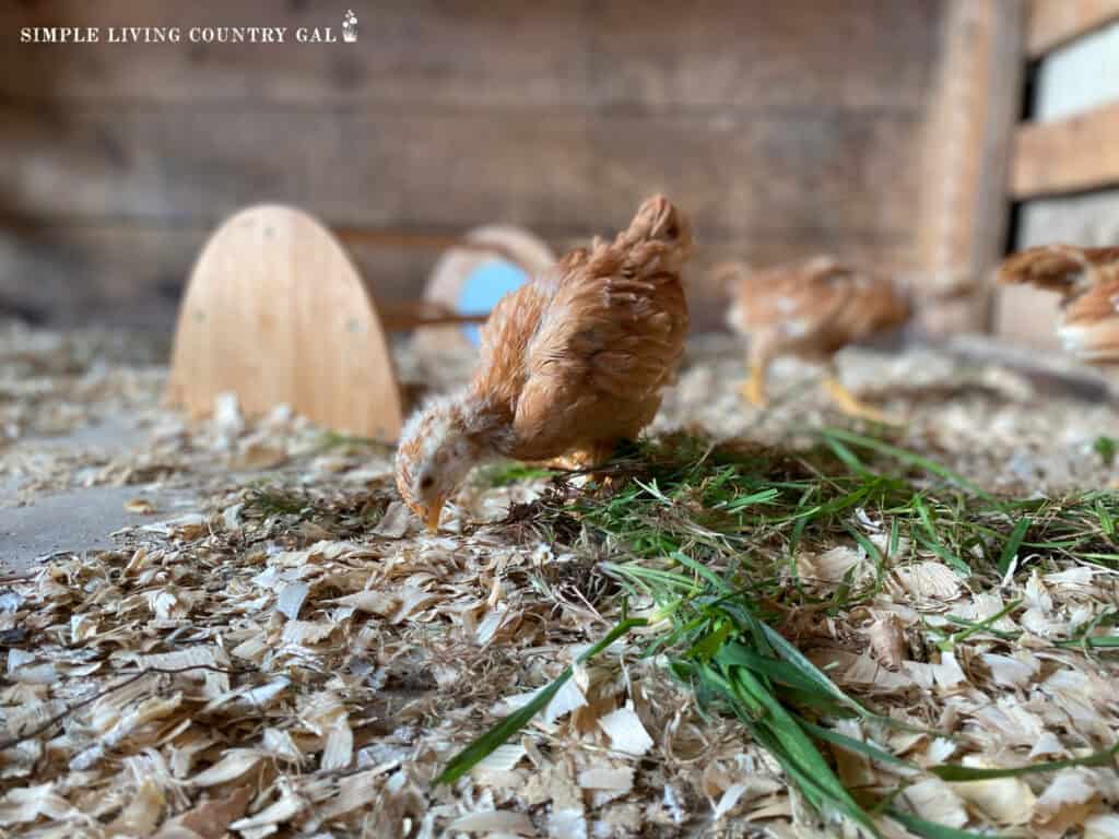 baby chick eating grass in a pen