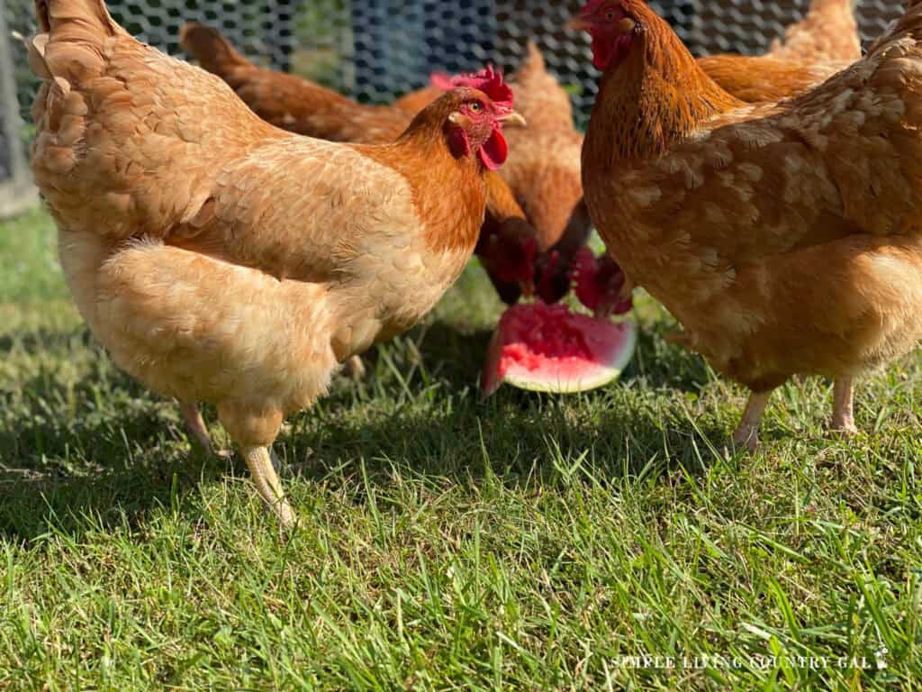brown chickens eating watermelon in the grass