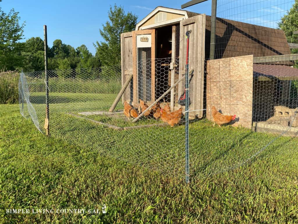 chicken wire fence set up for hens to get out on fresh grass