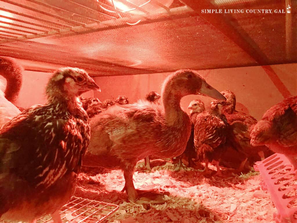 chicks and ducklings together in a heated brooder