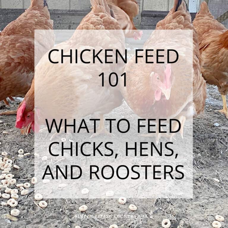 feed for chickens - from chick to hen