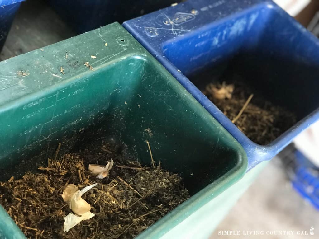 garlic cloves in a buck of goat feed