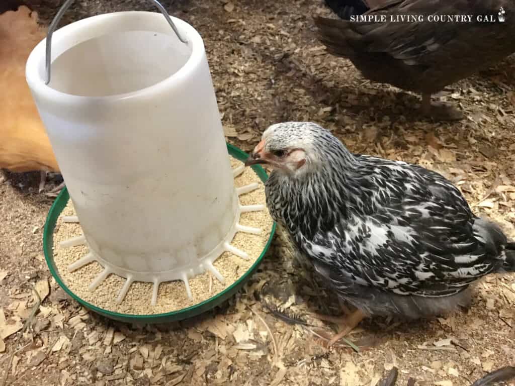 grey and white chicken eating feed in a coop