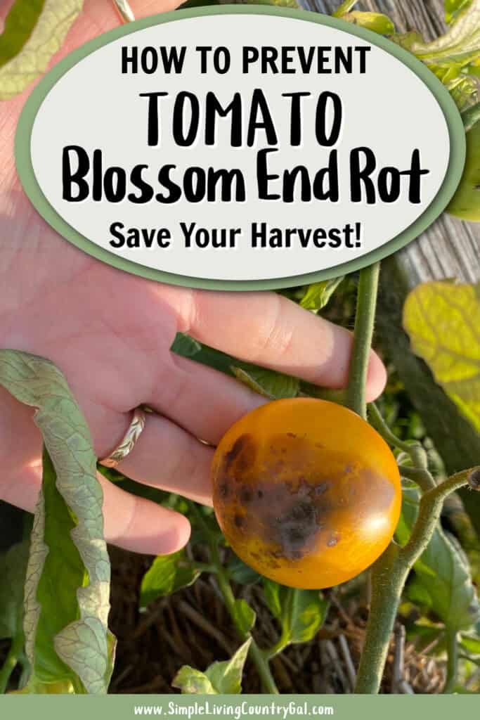 how to handle tomato blossom end rot