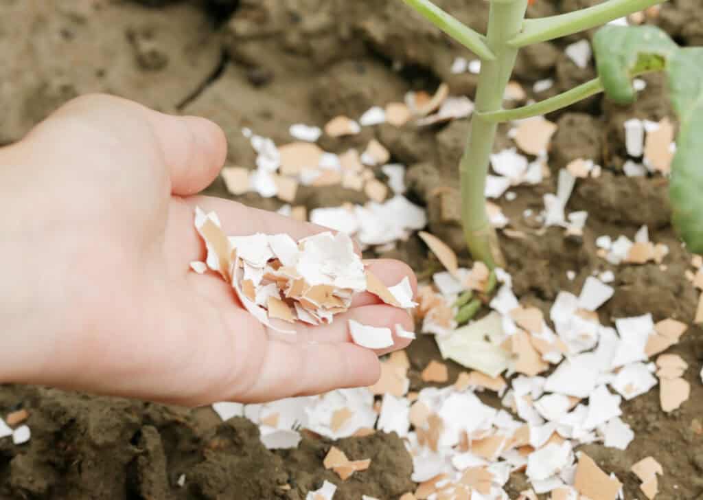 how to use eggshells in the garden