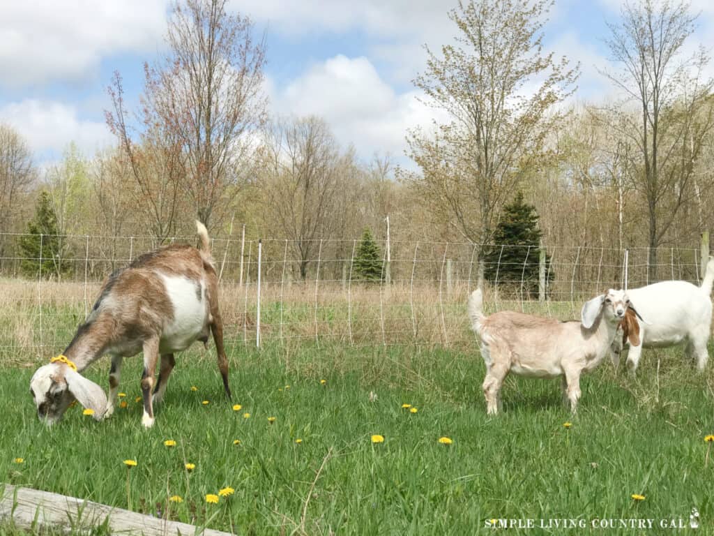 Nubian goats eating grass in a spring pasture