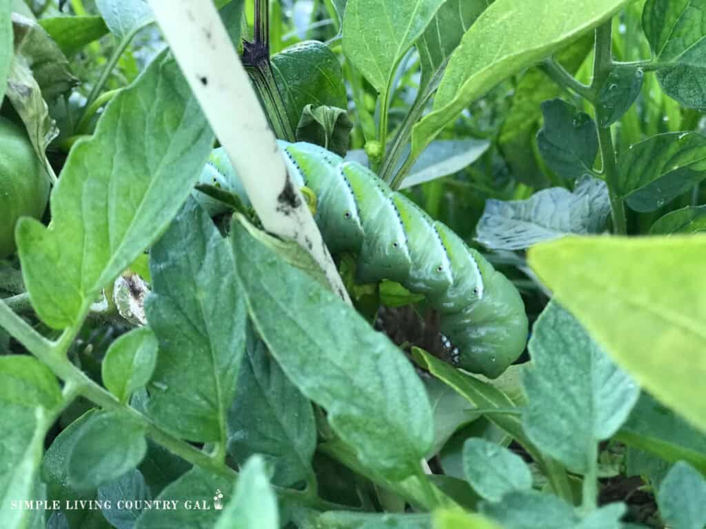 tomato hornworm caterpillar