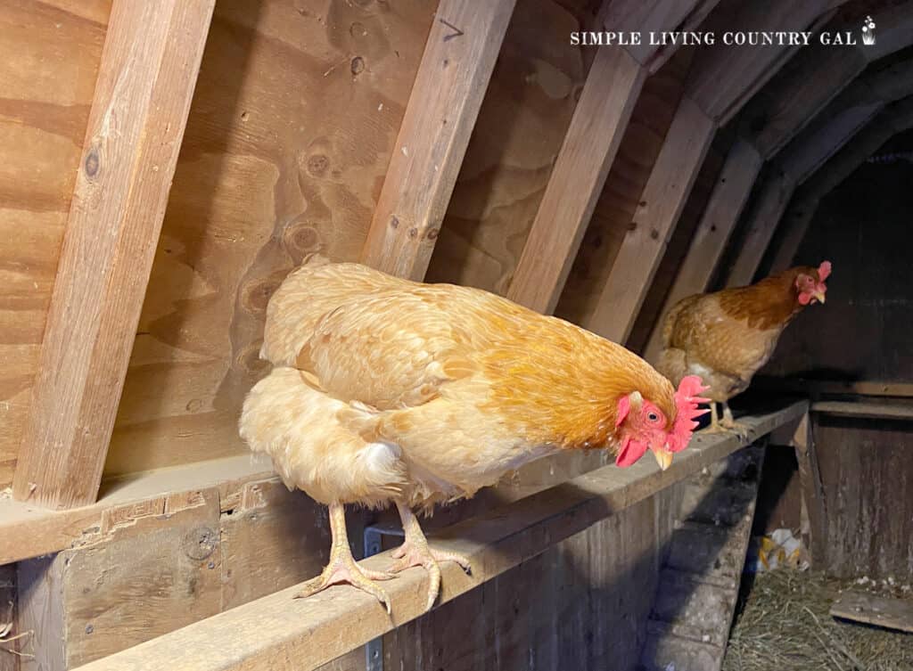 Start Raising Chickens Today! Simple Tips for Beginners