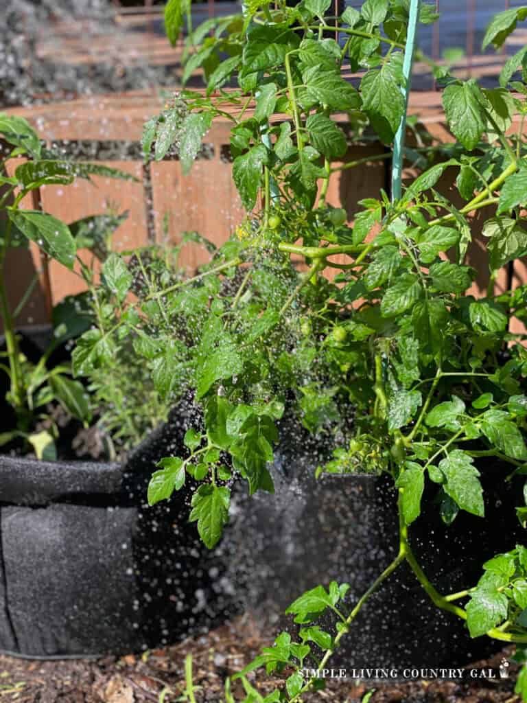 water falling down onto a young tomato plant in a grow bag