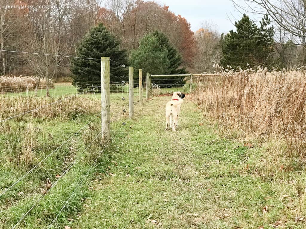 A dog walking in a pasture of a homestead